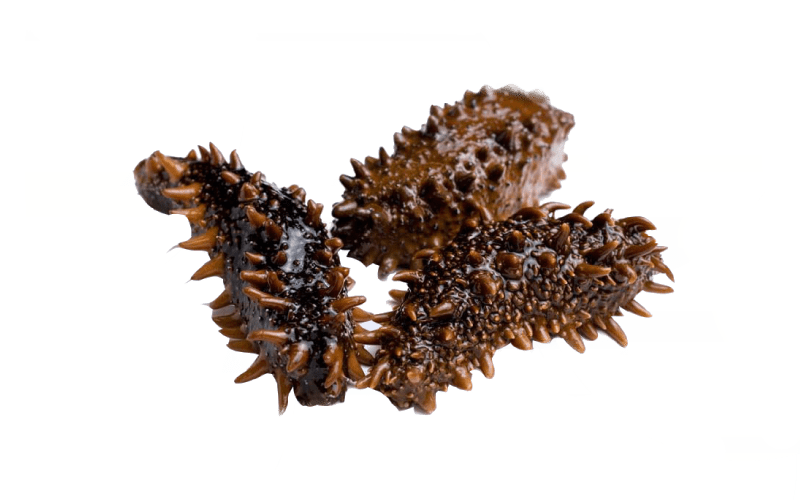 Sea cucumbers has received a lot of attention in recent years, and it is for good reasons. - Aminoblue